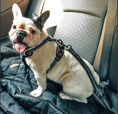 Car Elastic Safety Leash